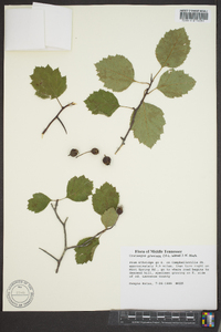 Crataegus pruinosa image