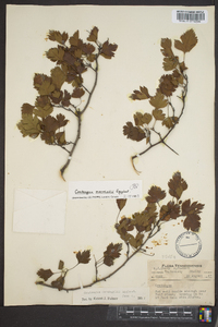 Crataegus marshallii image