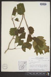 Crataegus mollis image