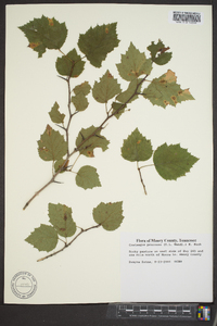 Crataegus pruinosa image