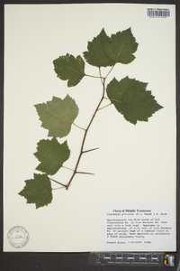 Crataegus pruinosa image