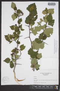 Crataegus pruinosa image