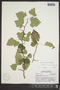 Crataegus pruinosa image