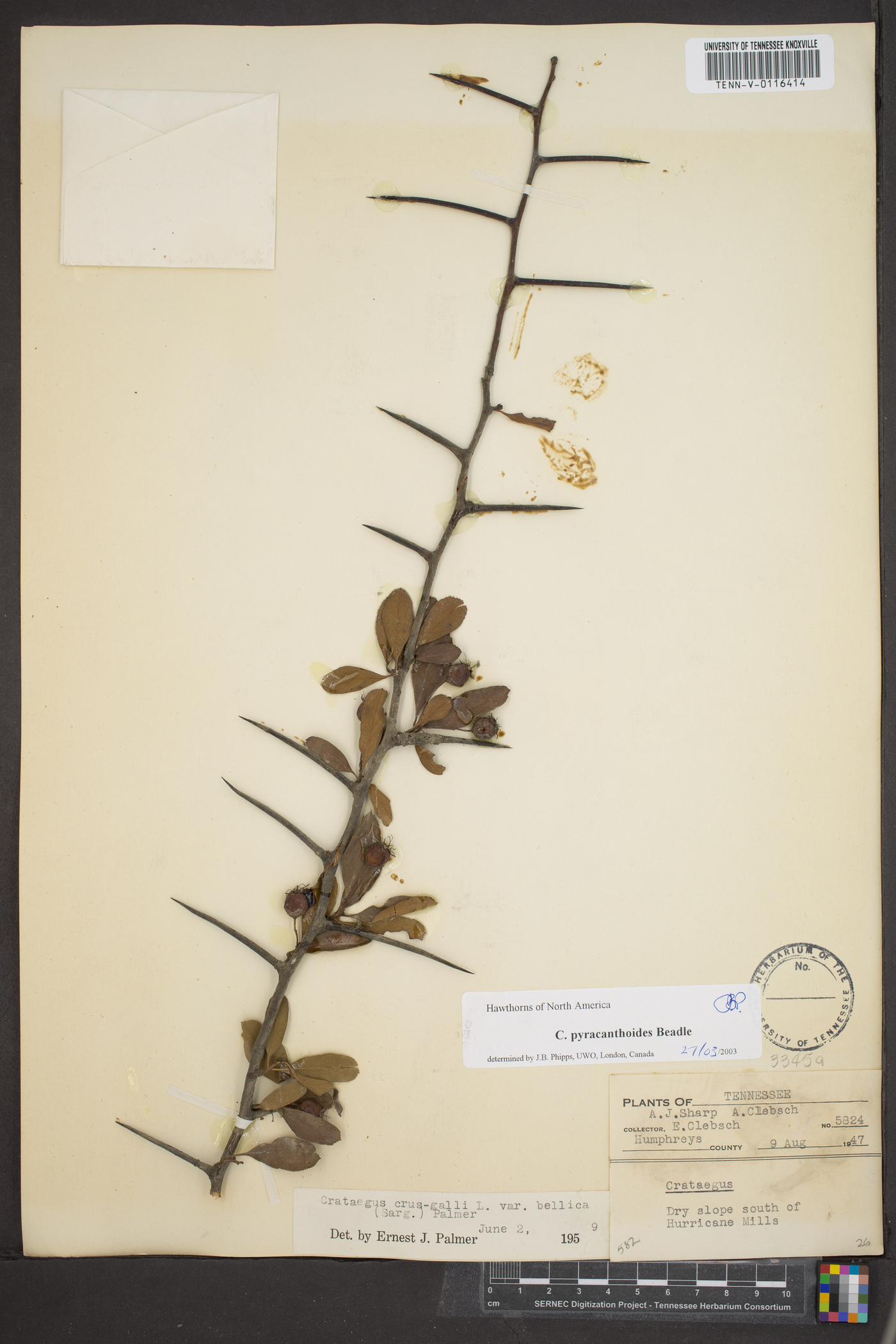 Crataegus pyracantha image