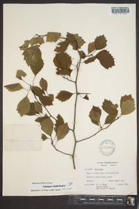 Crataegus rubella image