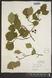 Crataegus rubella image