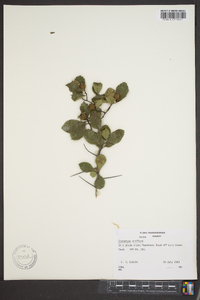 Crataegus uniflora image