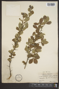 Crataegus uniflora image