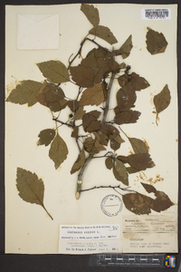 Crataegus viridis image