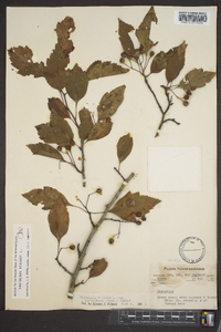 Crataegus viridis image