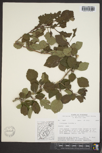 Crataegus viridis image