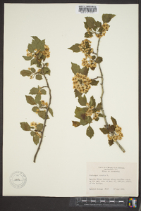 Crataegus viridis image
