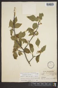 Crataegus viridis image