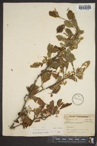 Crataegus viridis image