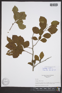 Crataegus viridis image