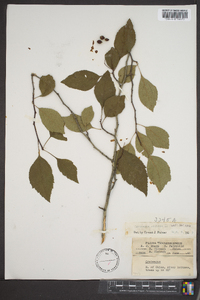 Crataegus viridis image