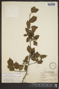 Crataegus viridis image