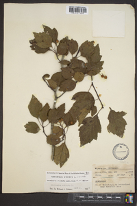 Crataegus viridis image