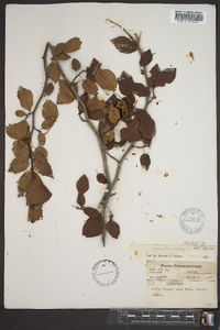 Crataegus viridis image