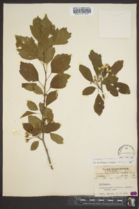 Crataegus viridis image