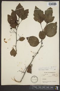Crataegus viridis image