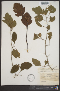 Crataegus viridis image