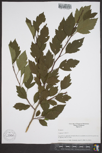 Crataegus viridis image