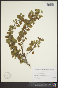 Crataegus aestivalis image