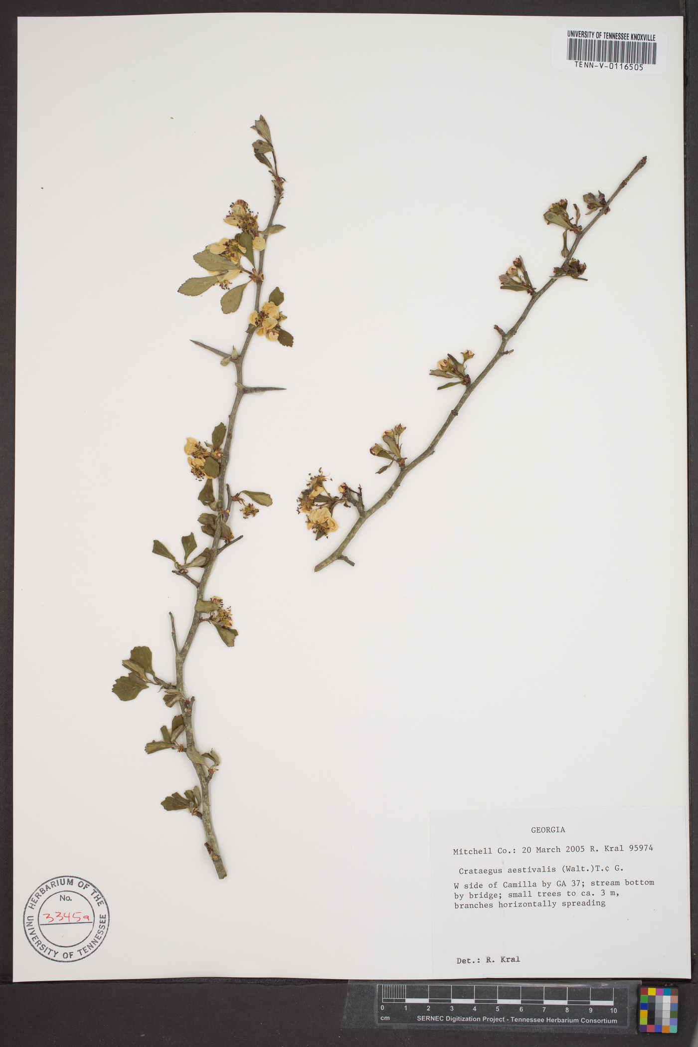 Crataegus aestivalis image
