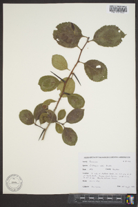 Crataegus berberifolia image