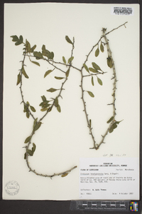 Crataegus brachyacantha image