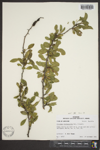 Crataegus brachyacantha image