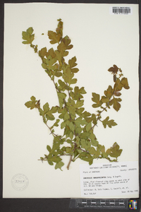 Crataegus brachyacantha image