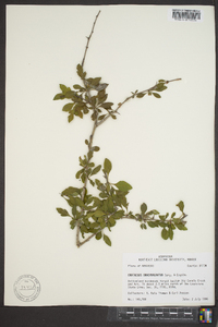 Crataegus brachyacantha image