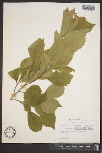 Crataegus calpodendron image