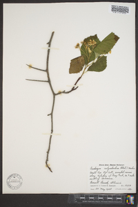 Crataegus calpodendron image