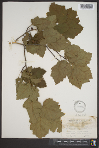 Crataegus calpodendron image