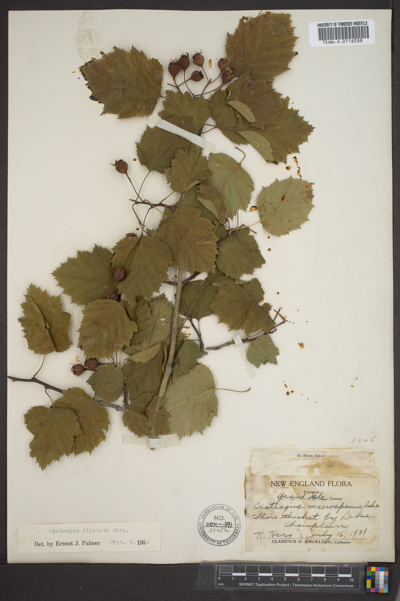 Crataegus dilatata image