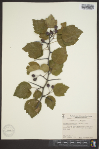 Crataegus flabellata image