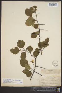 Crataegus flava image