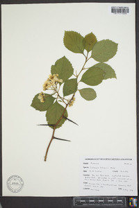 Crataegus harbisonii image