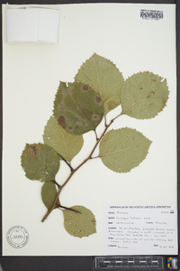 Crataegus harbisonii image