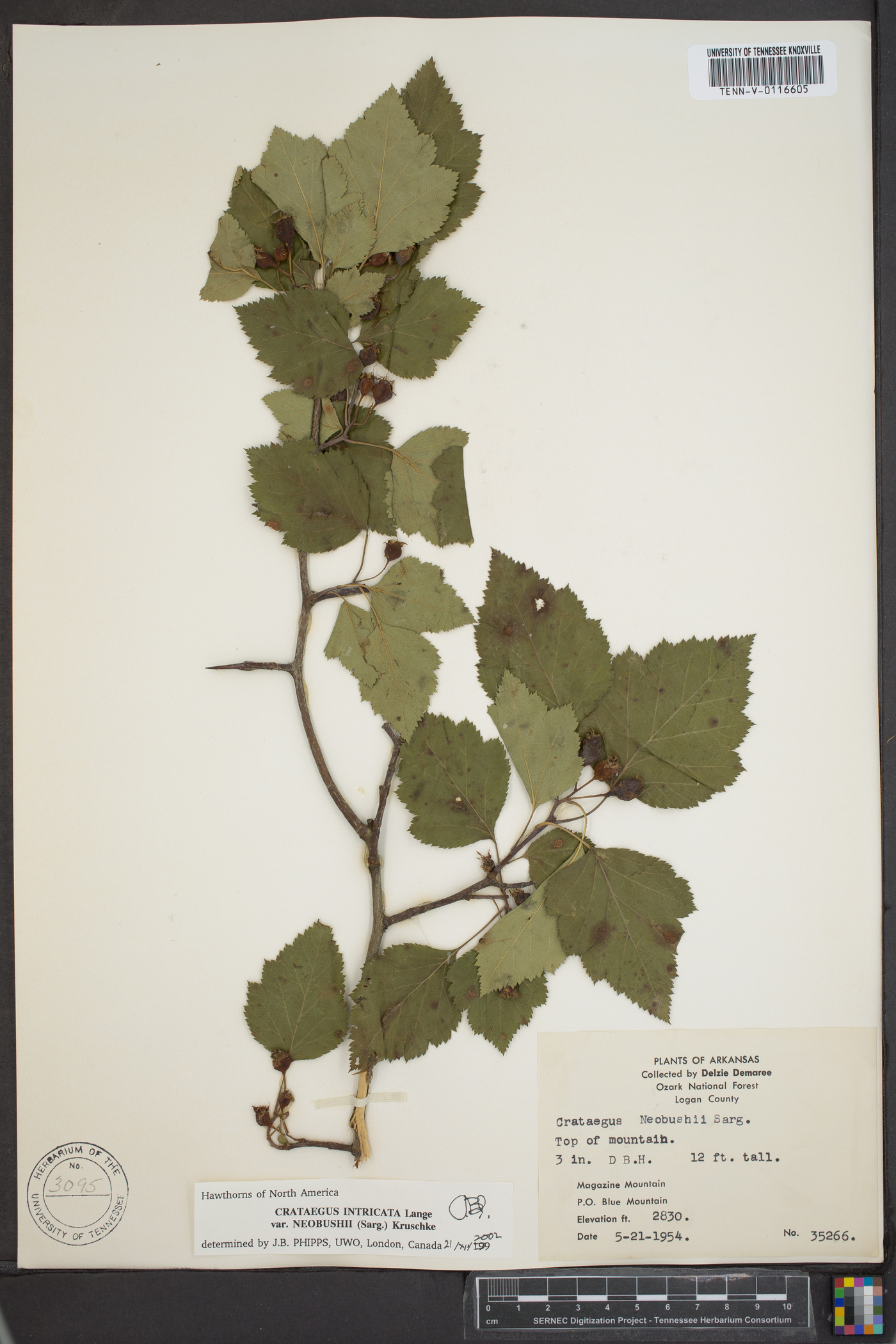 Crataegus intricata var. neobushii image