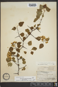 Crataegus iracunda image