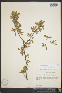 Crataegus lacrimata image