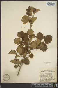 Crataegus margarettae image