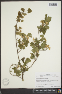 Crataegus marshallii image