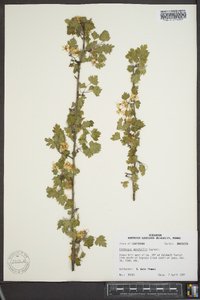 Crataegus marshallii image