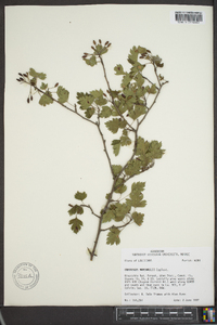 Crataegus marshallii image