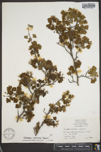 Crataegus marshallii image